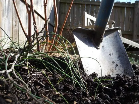 Cardinal Landscape Services Logo