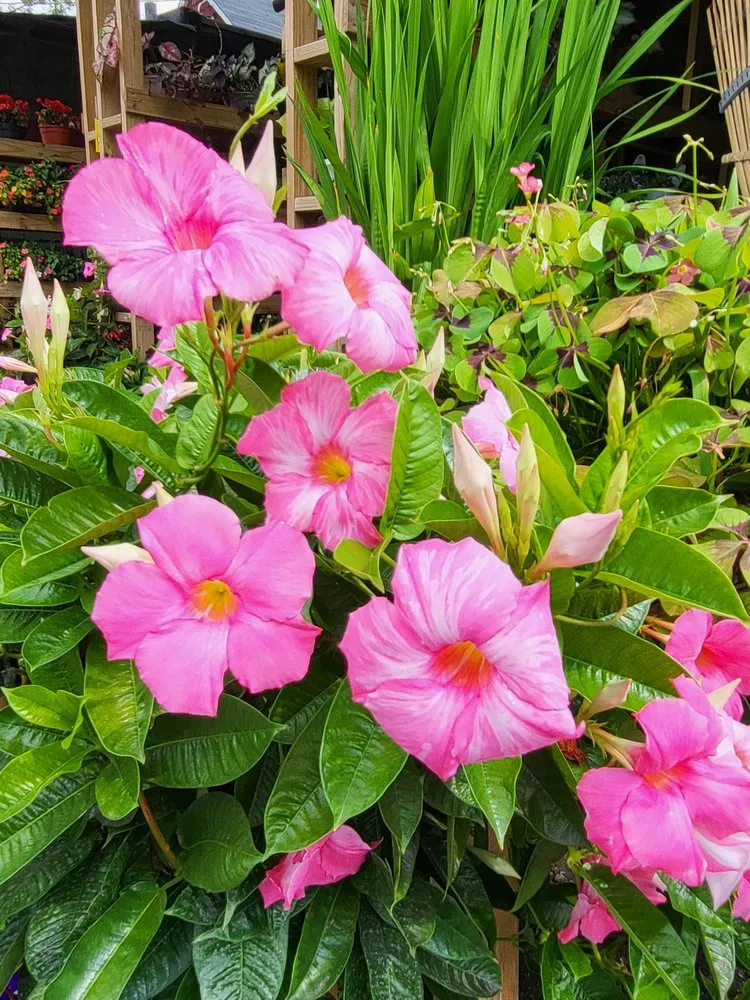 Top-rated lawn mowing service in Springfield, NJ - Cardinal Lawn & Garden Center