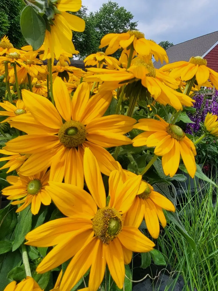 Top-rated lawn care service experts serving Springfield, NJ - Cardinal Lawn & Garden Center