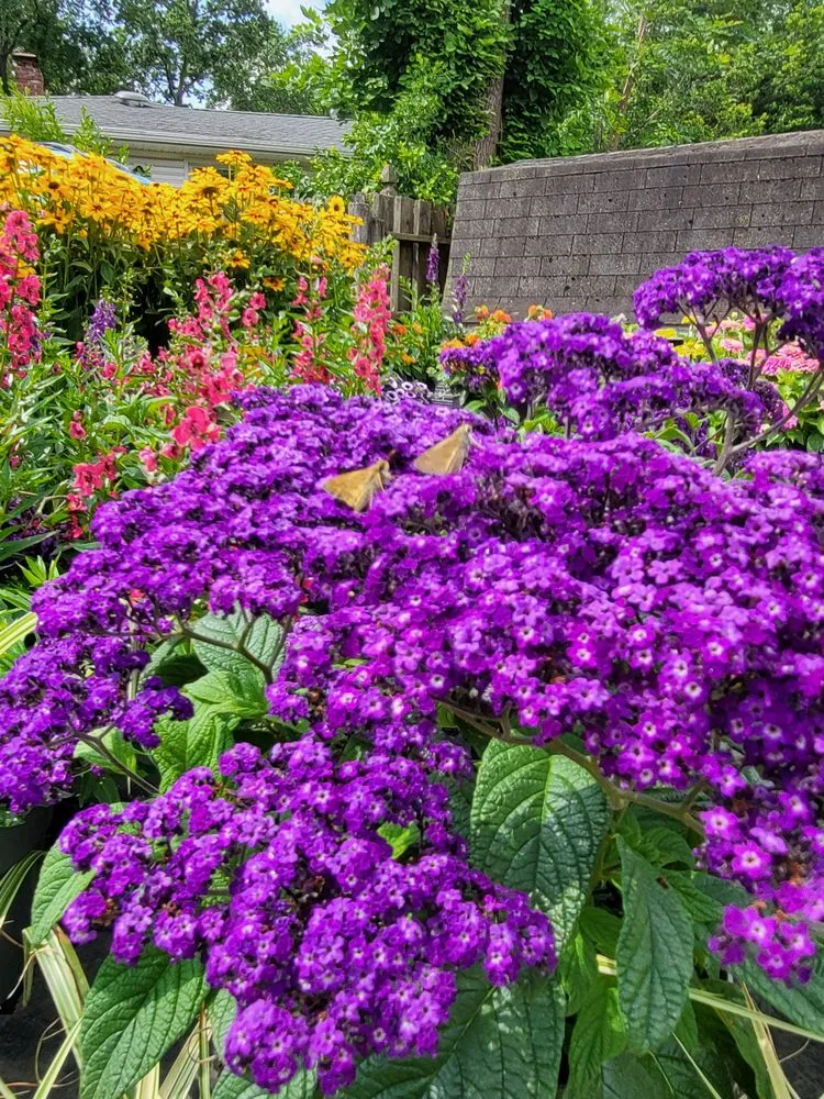 Professional landscaping services for year-round maintenance in Springfield, NJ by Cardinal Lawn & Garden Center