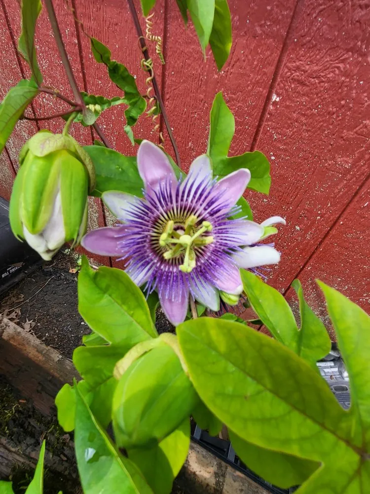 Custom yard maintenance for beautiful yards across Springfield, NJ - Cardinal Lawn & Garden Center