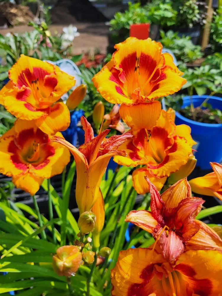 Professional outdoor landscaping experts serving Springfield, NJ - Cardinal Lawn & Garden Center