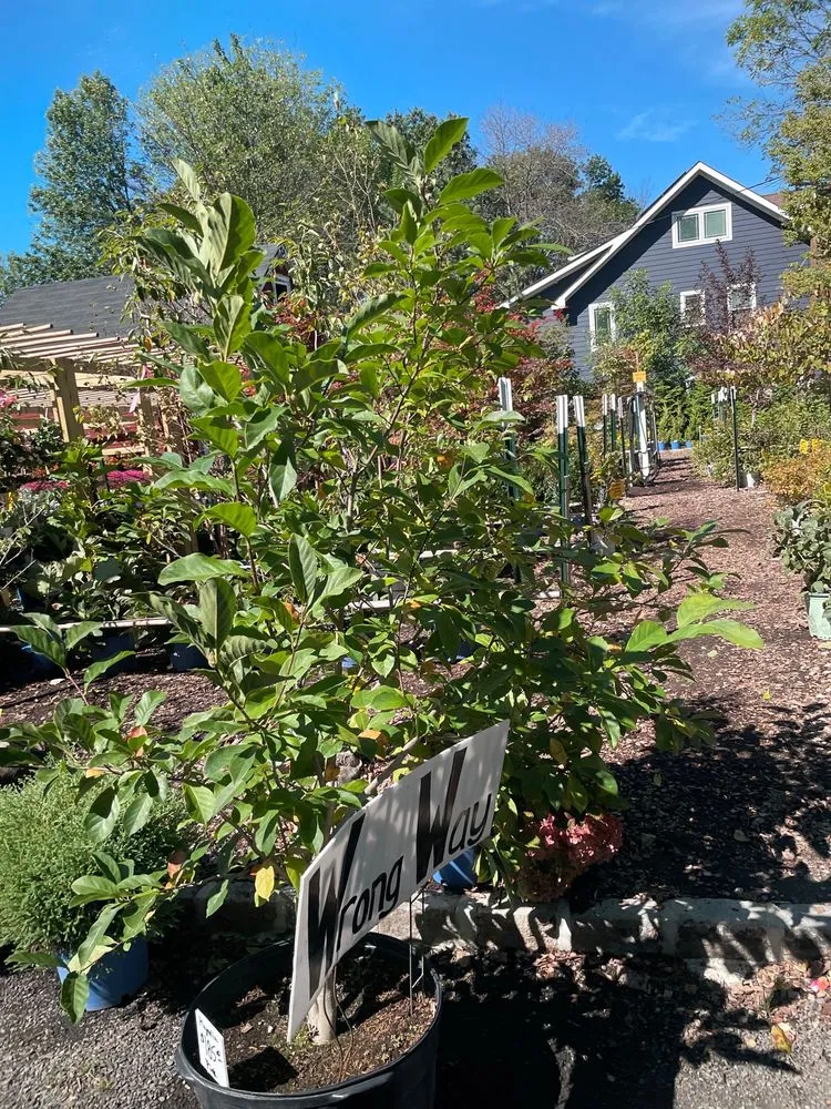 Expert lawn care service in Springfield, NJ by Cardinal Lawn & Garden Center