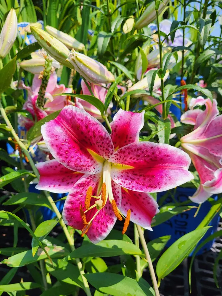 Expert yard cleanup service experts serving Springfield, NJ - Cardinal Lawn & Garden Center