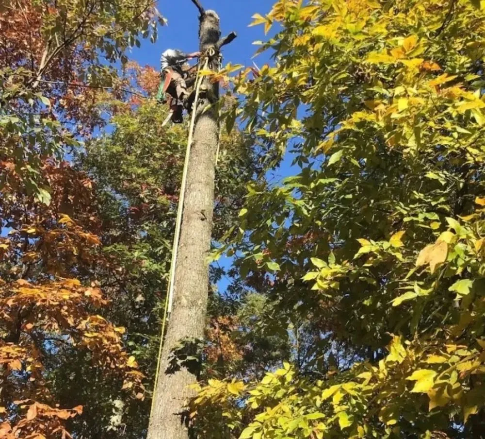 Local yard maintenance in Aldie, VA - Cardinal Ridge Landscape