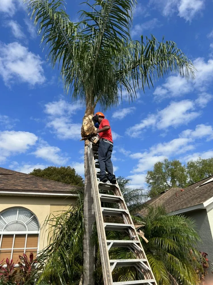 Expert landscaping services for residential properties across Lakeland, FL - Cardinals Property Preservation