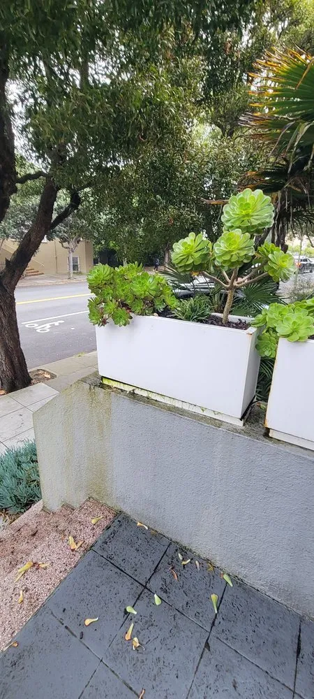 Trusted landscape installation in San Francisco, CA by Cardona Landscaping