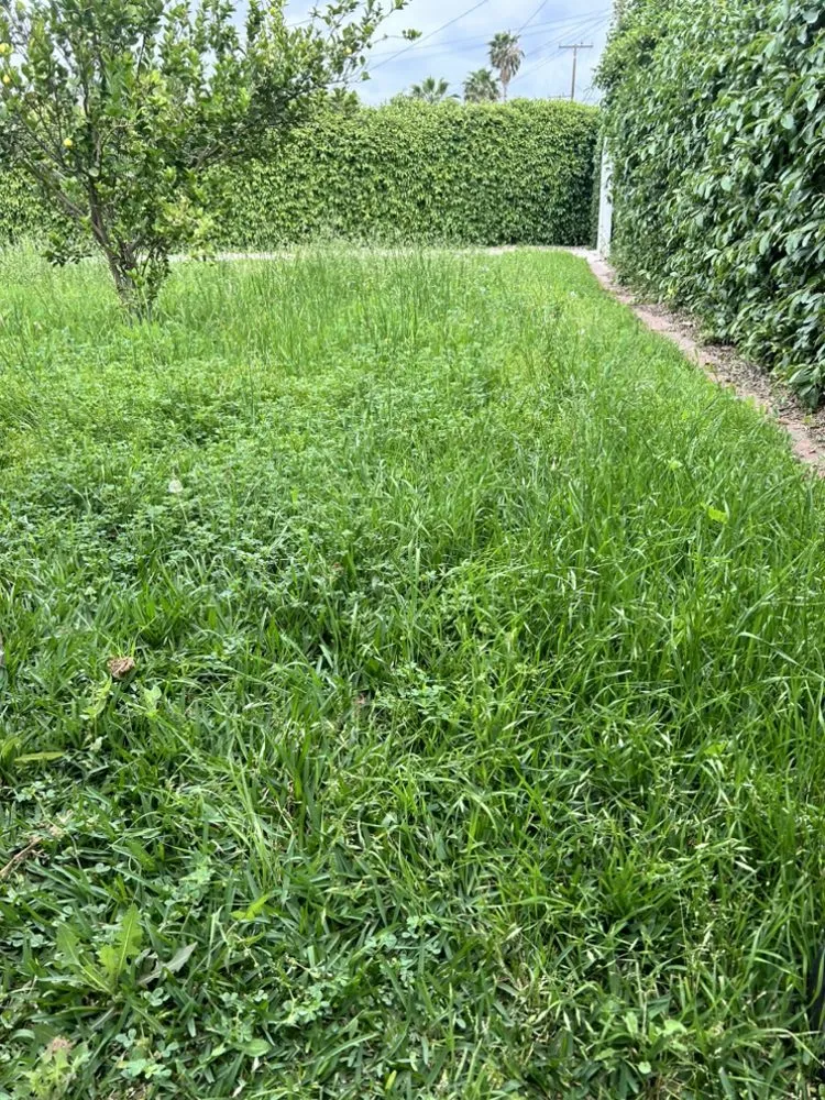 Expert yard maintenance for residential properties across Riverside, CA - Cardoza Gardening and Landscaping