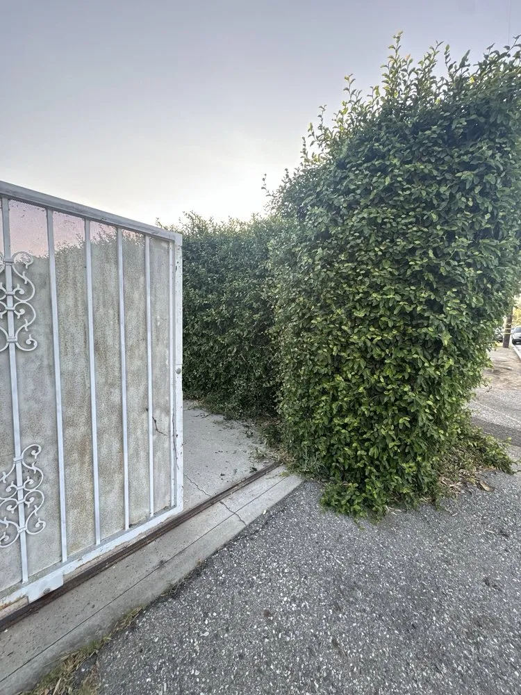 Affordable yard maintenance near you in Riverside, CA by Cardoza Gardening and Landscaping