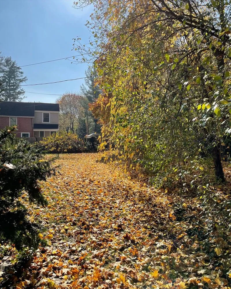 Expert yard maintenance for beautiful yards across Grand Rapids, MI - Cardoza Lawn Care