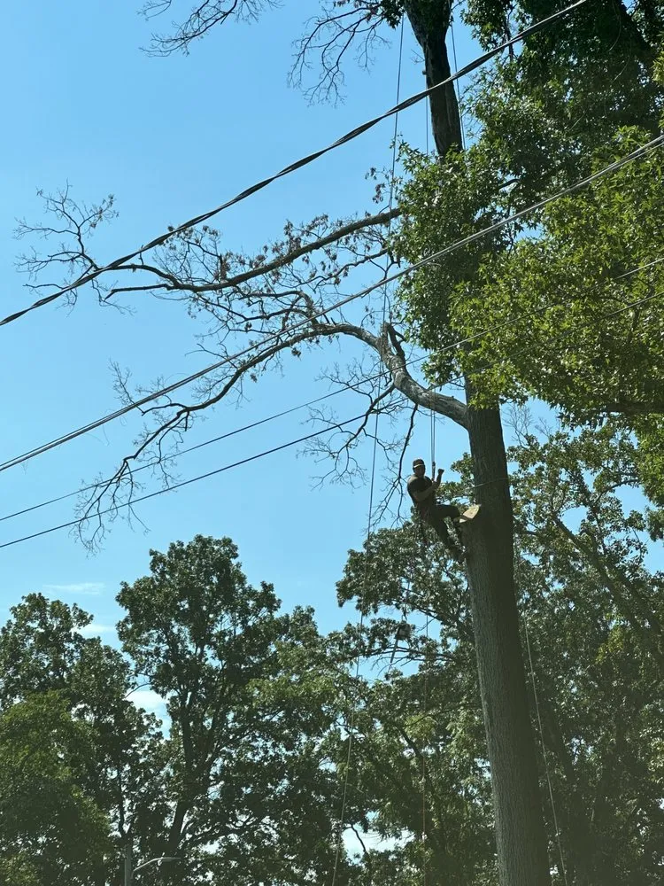 Top-rated landscaping services for beautiful yards across Edgewater, MD - Cardoza Site Solutions