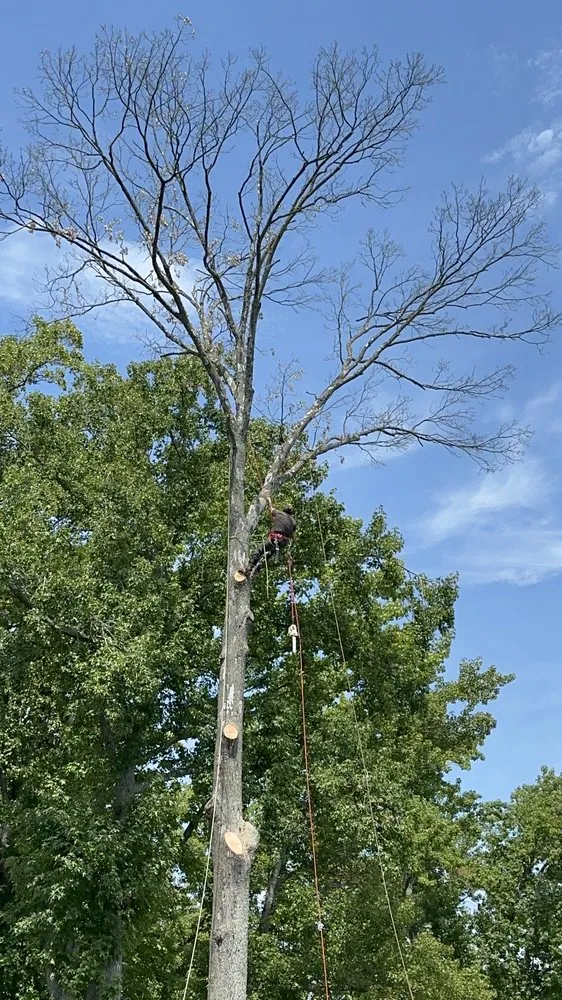 Top-rated landscape design in Edgewater, MD - Cardoza Site Solutions