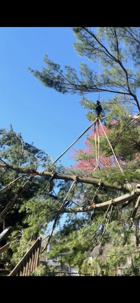 Affordable yard cleanup service in Erlanger, KY - Cardwell Tree & Landscape