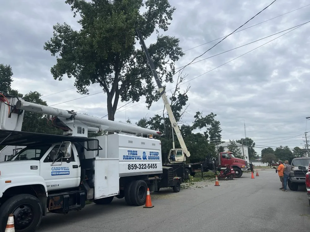 Affordable outdoor landscaping for residential properties in Erlanger, KY by Cardwell Tree & Landscape