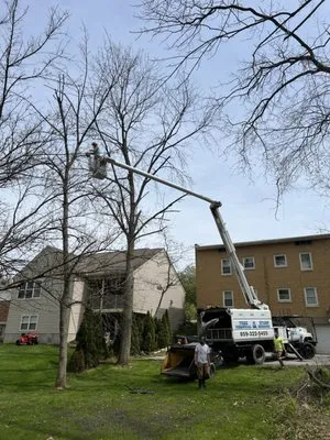 Cardwell Tree & Landscape