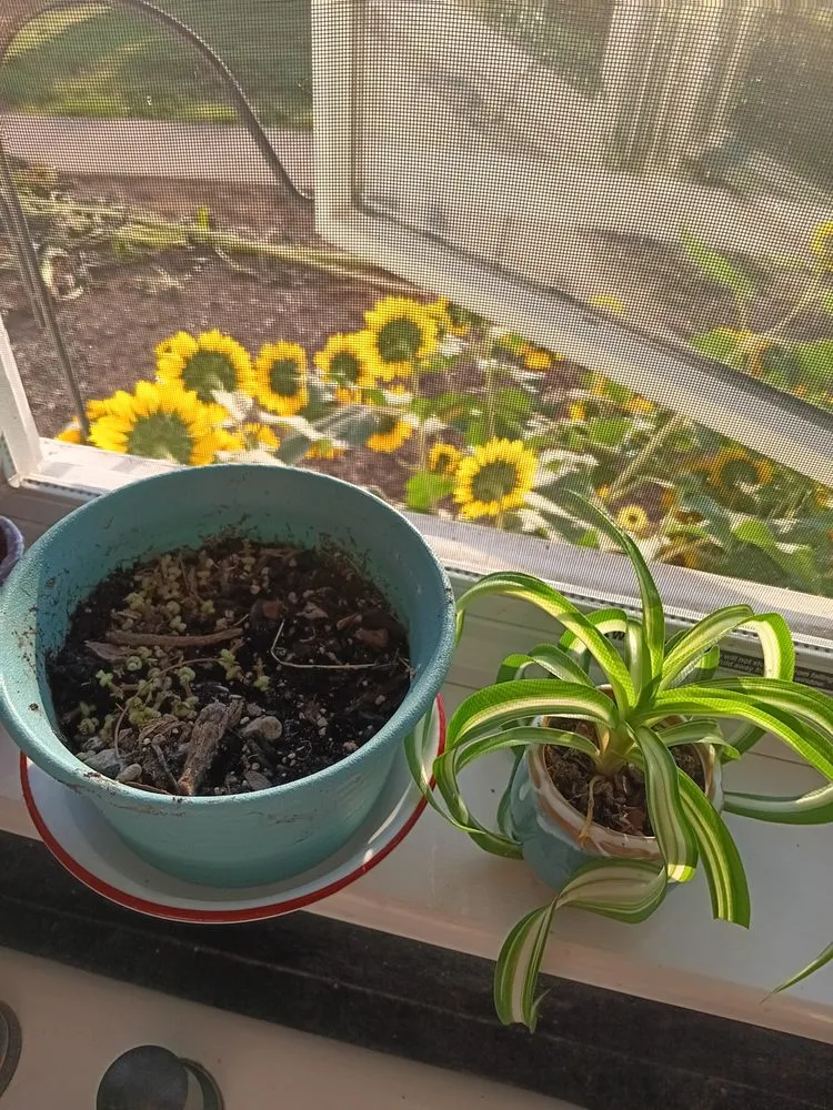 Custom landscape installation in Taylorville, IL by Careful Solutions