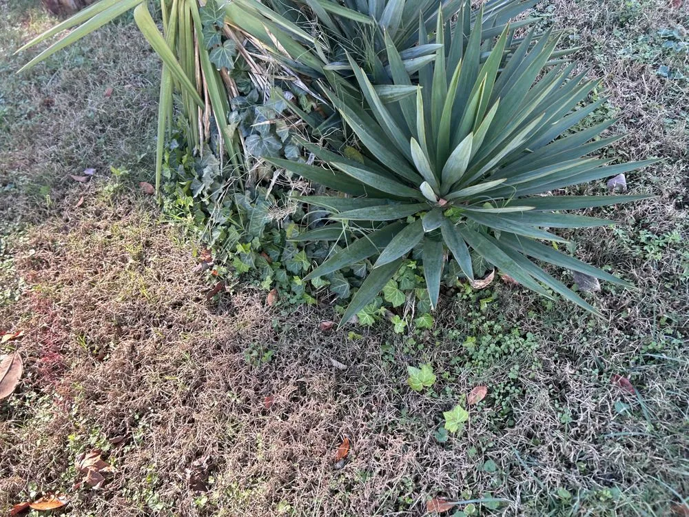 Custom residential landscaping for homes in Virginia Beach, VA by Caress Family Landscape