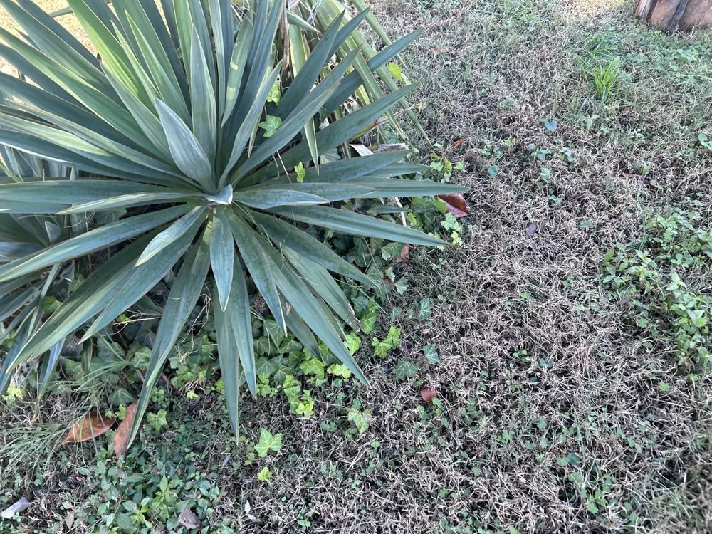 Top-rated lawn care service experts serving Virginia Beach, VA - Caress Family Landscape