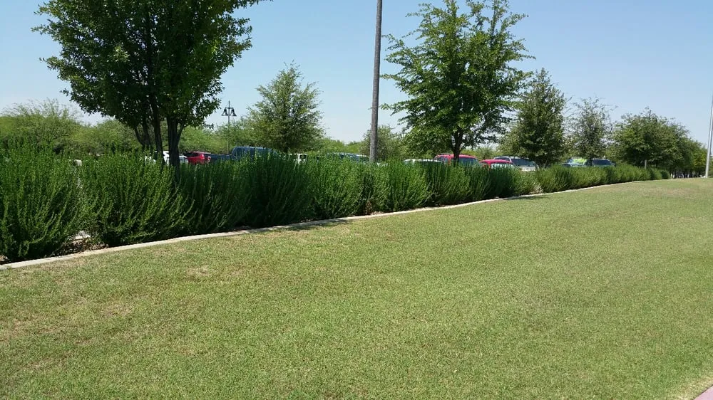 Expert yard maintenance in Gilbert, AZ - Caretaker