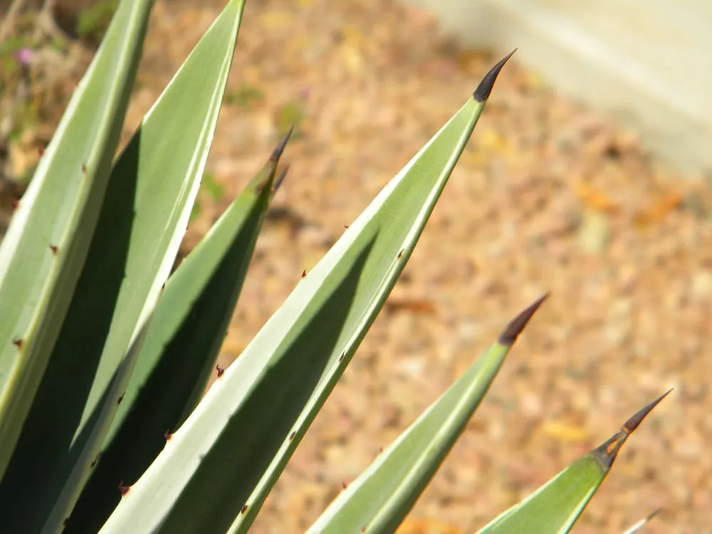 Trusted residential landscaping experts serving Gilbert, AZ - Caretaker