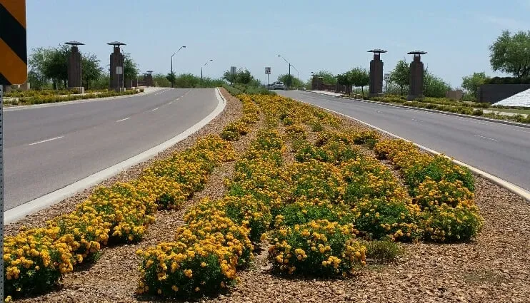 Affordable landscape design for beautiful yards in Gilbert, AZ by Caretaker