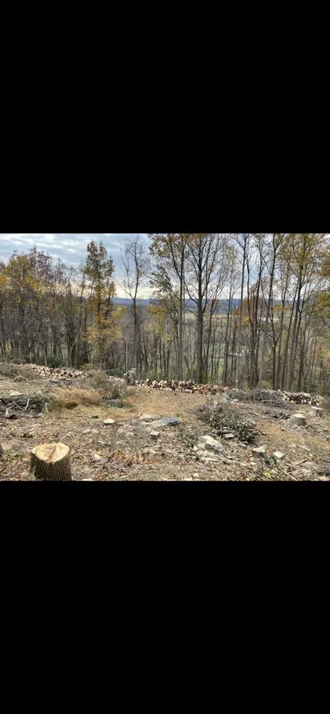 Professional yard cleanup service in Frederick, MD by Carias Services