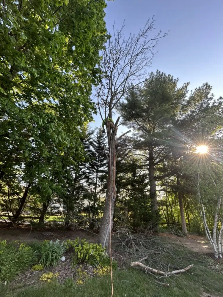 Expert landscape installation near you in Frederick, MD by Carias Services