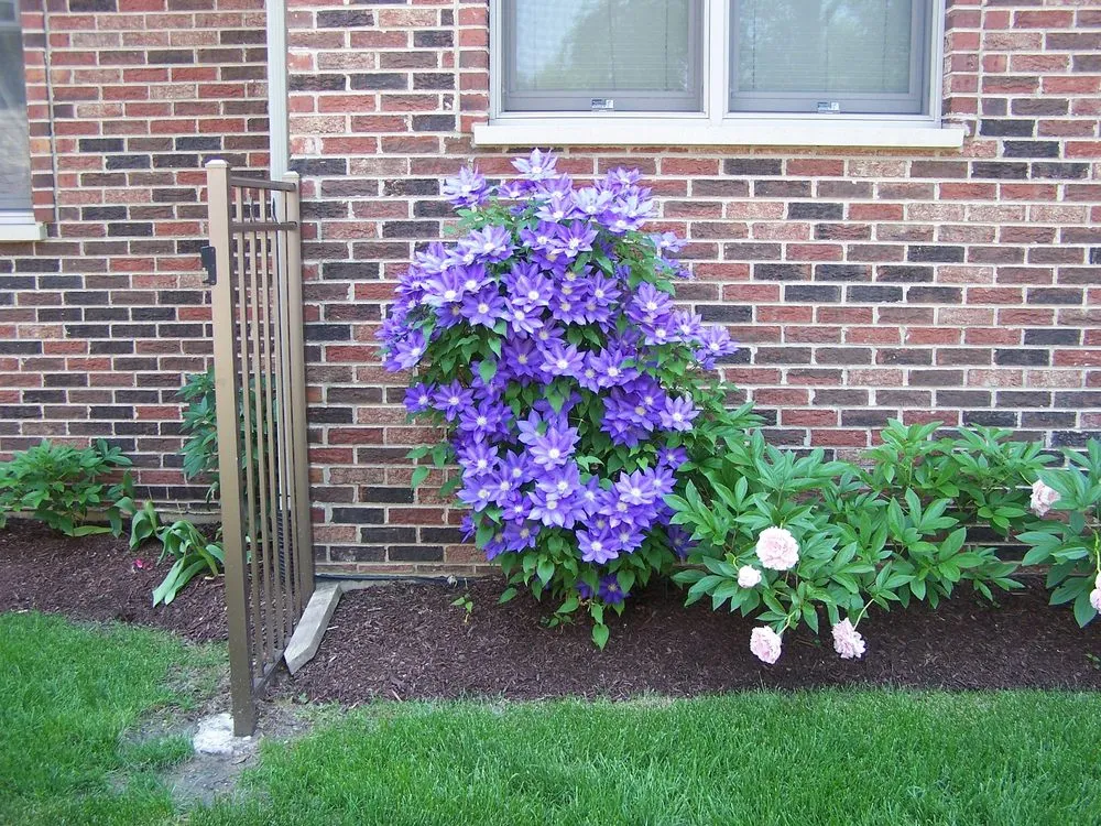 Affordable landscaping services for beautiful yards in Kildeer, IL by Caribbean Landscape Nursery Construction