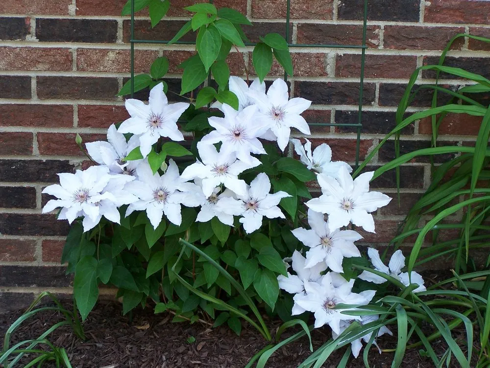 Professional residential landscaping for outdoor upgrades across Kildeer, IL - Caribbean Landscape Nursery Construction