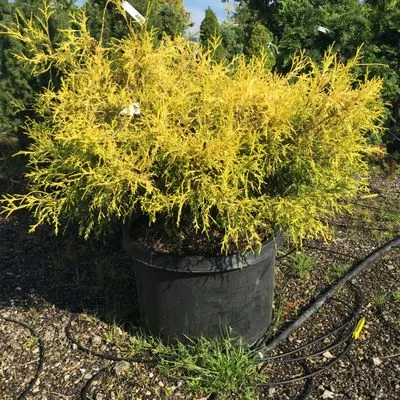 Caribbean Landscape Nursery Construction