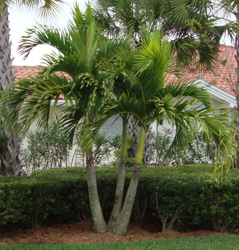 Local landscaping services near you across Vero Beach, FL - Caribbean Lawn & Landscaping