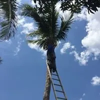 Professional yard cleanup service in Cape Coral, FL by Caridad Lawn Service