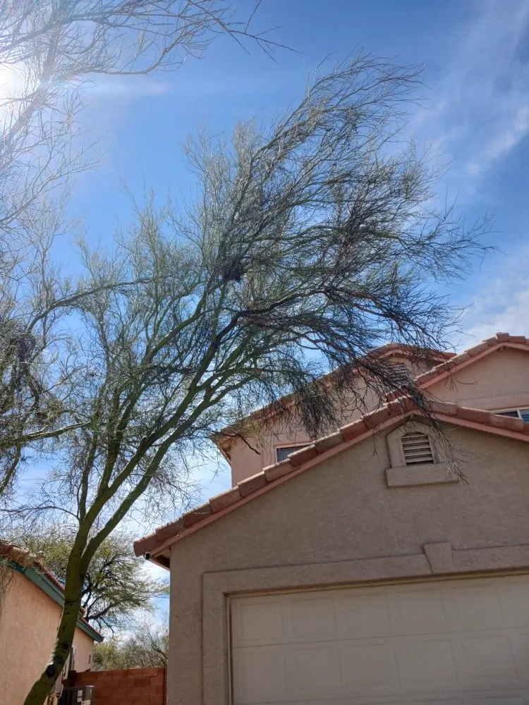 Trusted yard maintenance experts serving Tucson, AZ - Caring Hands Landscaping
