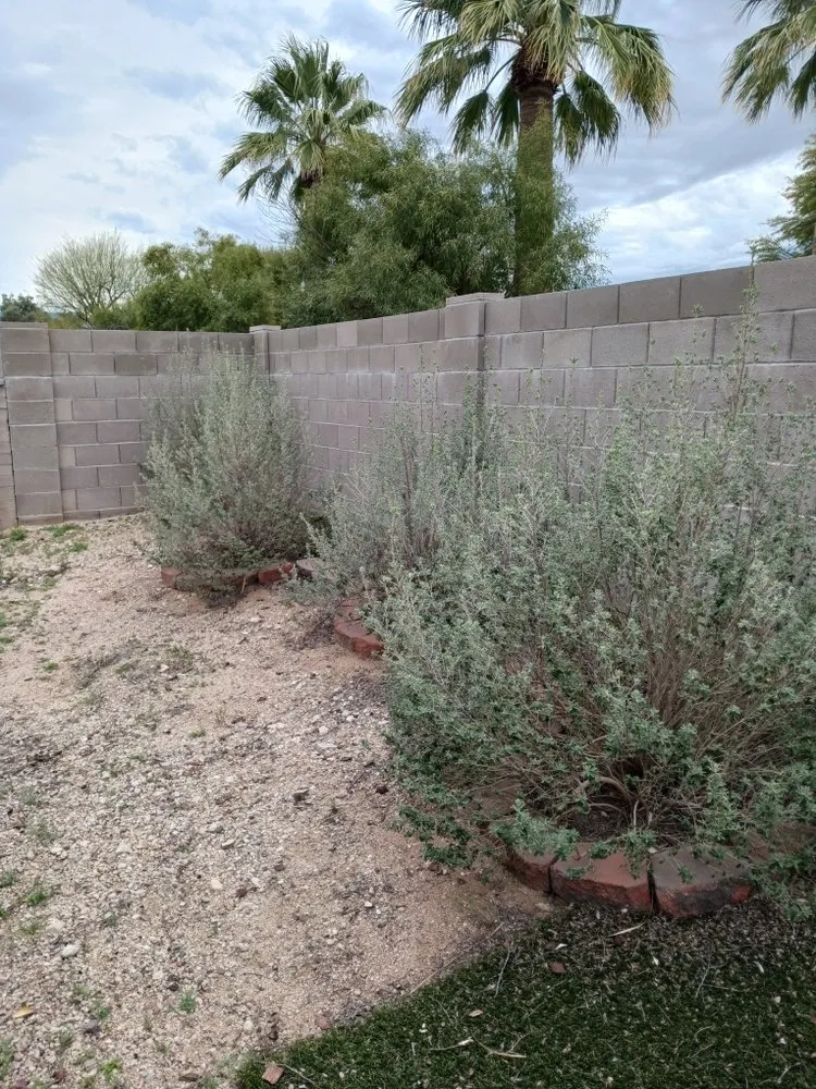 Trusted garden landscaping in Tucson, AZ by Caring Hands Landscaping