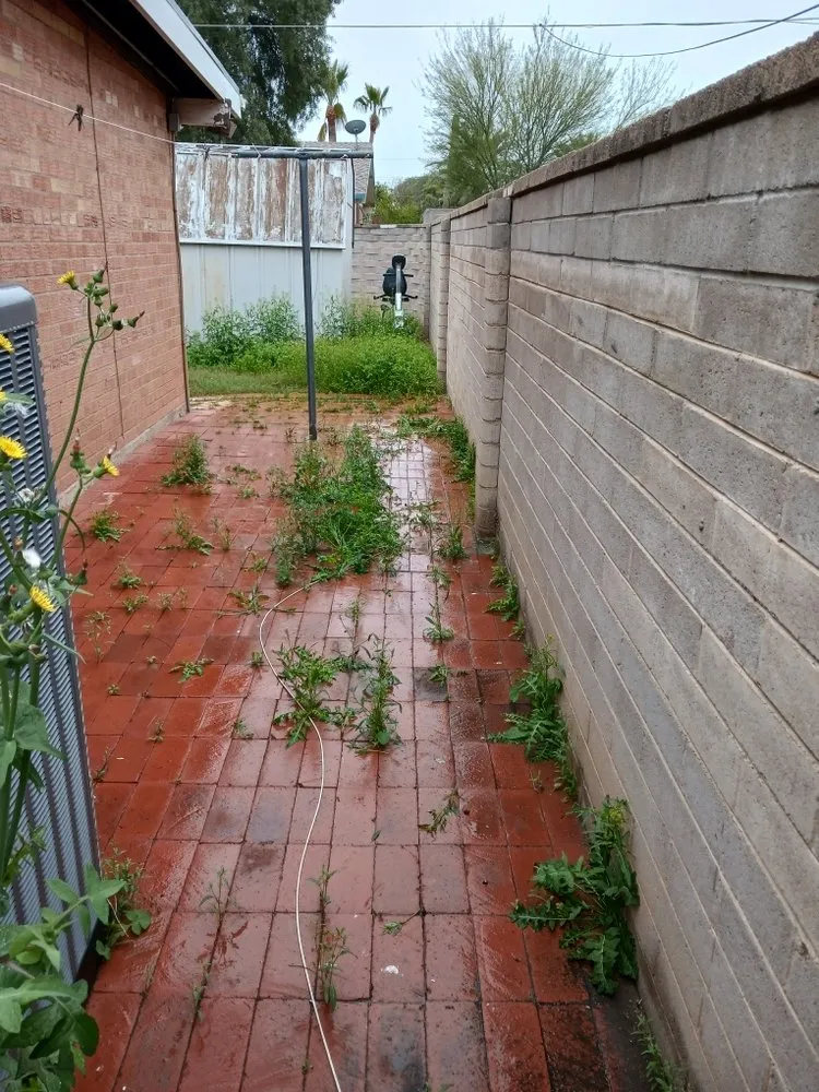 Custom yard maintenance for year-round maintenance in Tucson, AZ by Caring Hands Landscaping