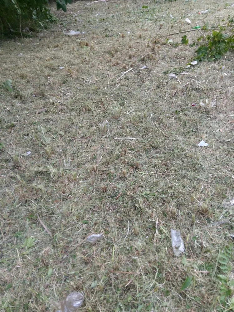 Top-rated yard cleanup service for residential properties in Ocala, FL by Carl CM Lawn Care