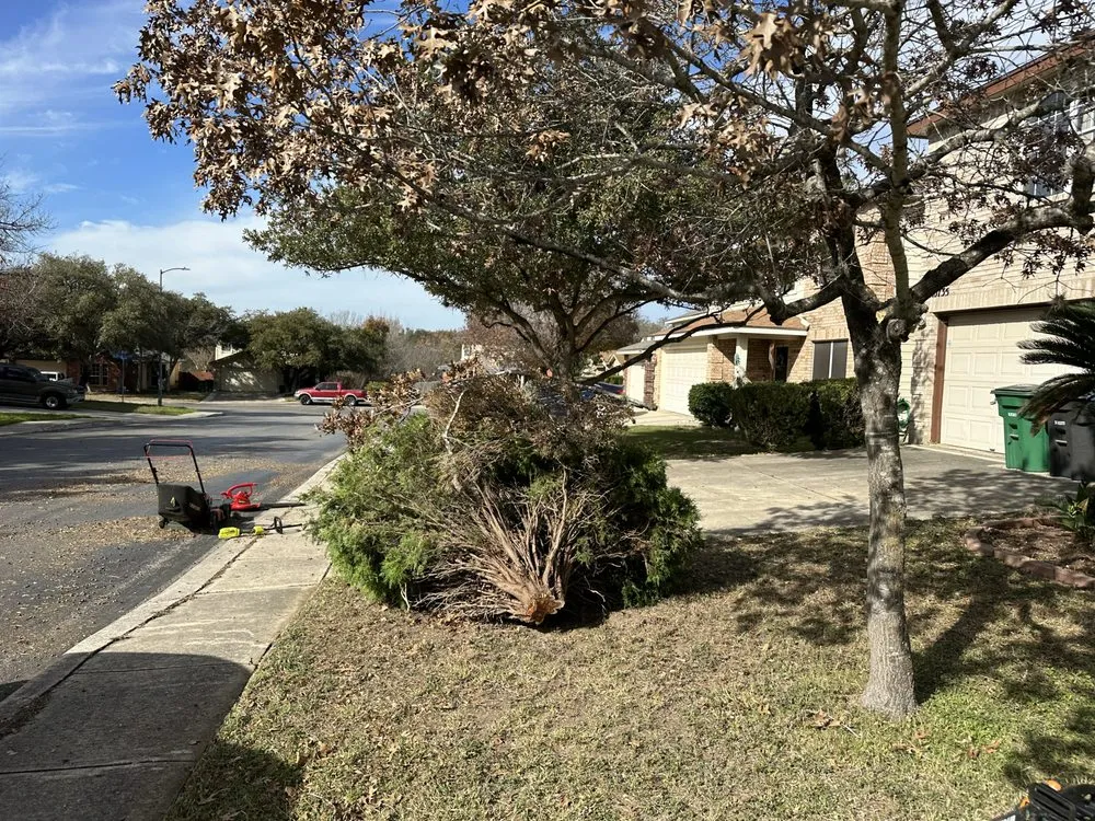 Local landscape installation for year-round maintenance in San Antonio, TX by Carlitos Lawn Maintenance