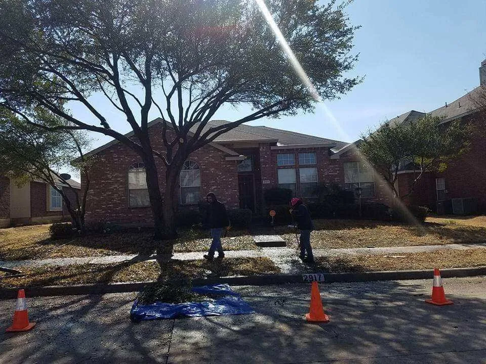 Top-rated landscaping services in Carrollton, TX - Carlitos Tree And Land Service