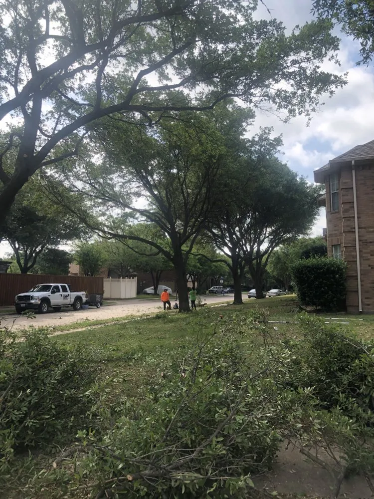 Trusted landscape installation in Carrollton, TX - Carlitos Tree And Land Service