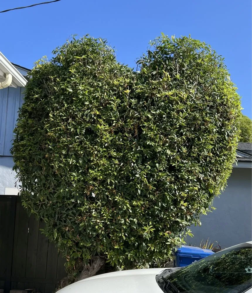 Top-rated outdoor landscaping for beautiful yards across Chula Vista, CA - Carlos & Mor