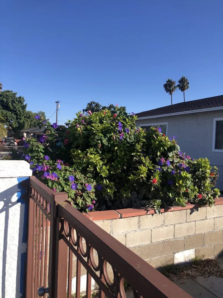 Professional yard maintenance in Chula Vista, CA by Carlos & Mor