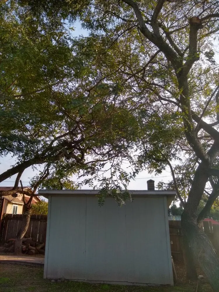 Local landscaping services in Chula Vista, CA - Carlos & Mor