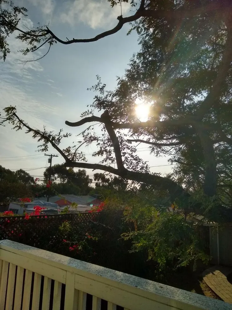 Reliable yard cleanup service in Chula Vista, CA - Carlos & Mor