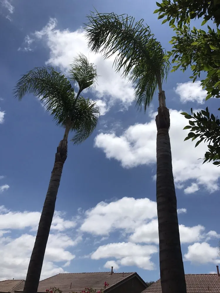 Professional landscape installation in Chula Vista, CA by Carlos & Mor