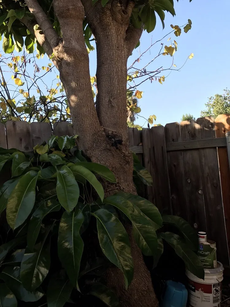 Trusted residential landscaping for beautiful yards across Chula Vista, CA - Carlos & Mor