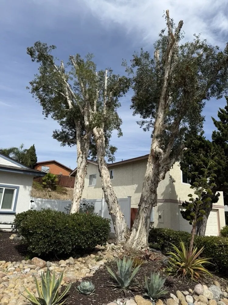 Reliable landscape design in Chula Vista, CA by Carlos & Mor