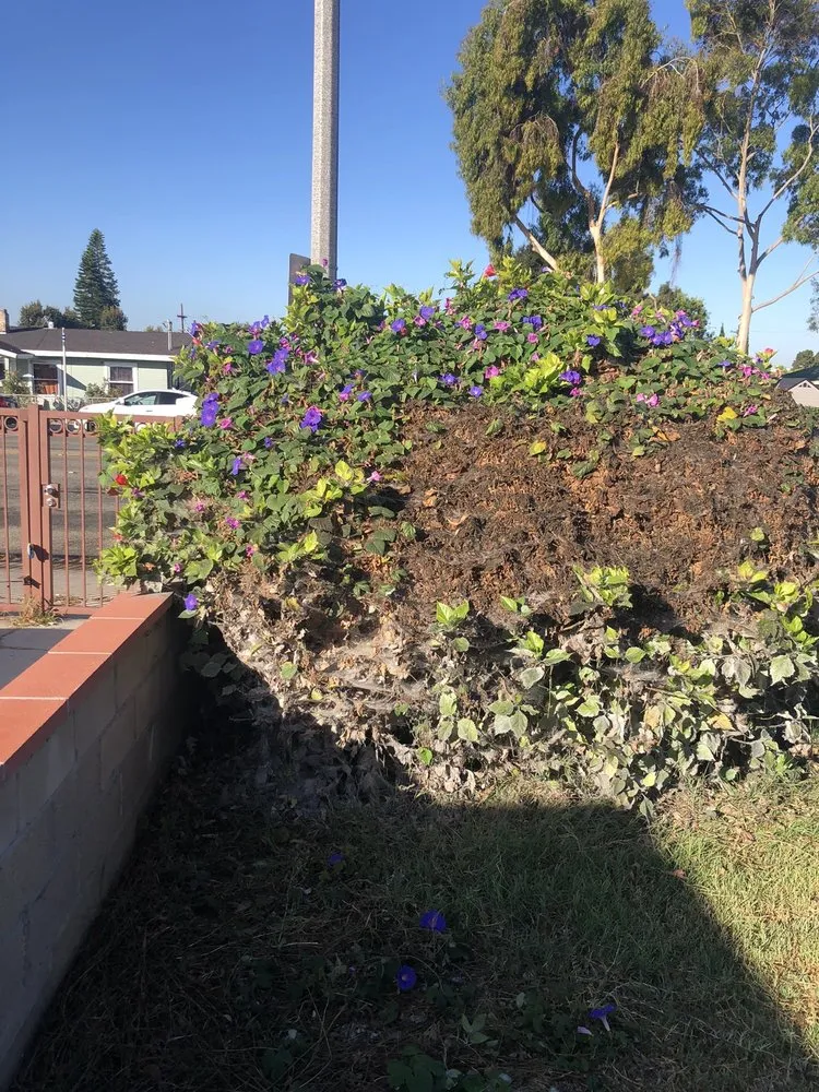 Top-rated lawn mowing service in Chula Vista, CA - Carlos & Mor