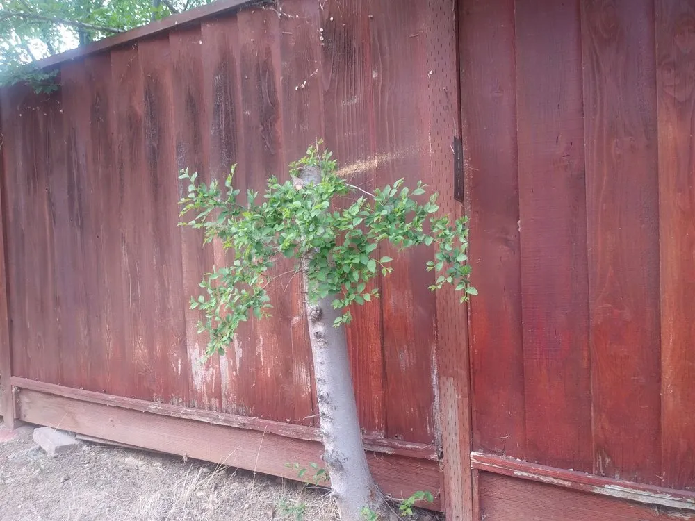 Custom lawn care service experts serving San Jose, CA - Carlos A Landscaping