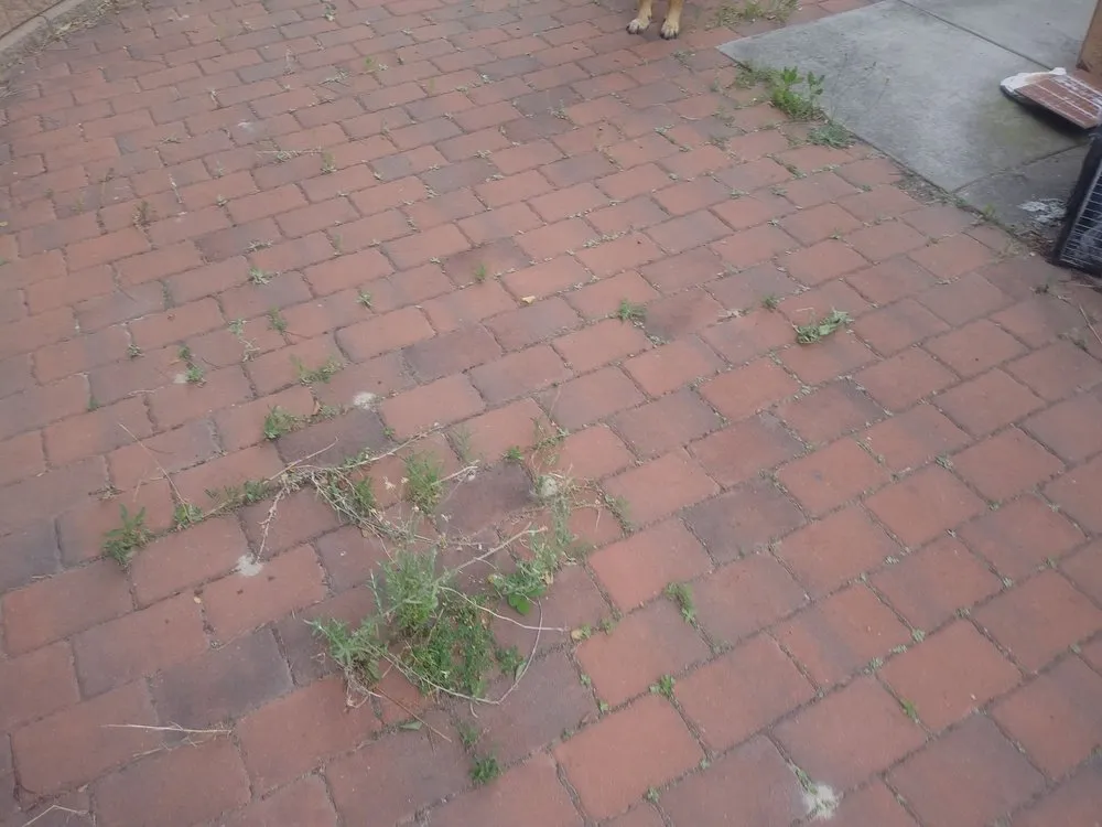 Trusted residential landscaping experts serving San Jose, CA - Carlos A Landscaping