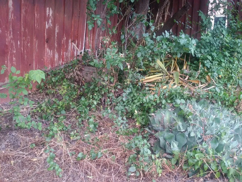 Reliable yard cleanup service for year-round maintenance across San Jose, CA - Carlos A Landscaping